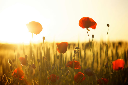 A Sea of Red: Finding the Common Poppy in Spring