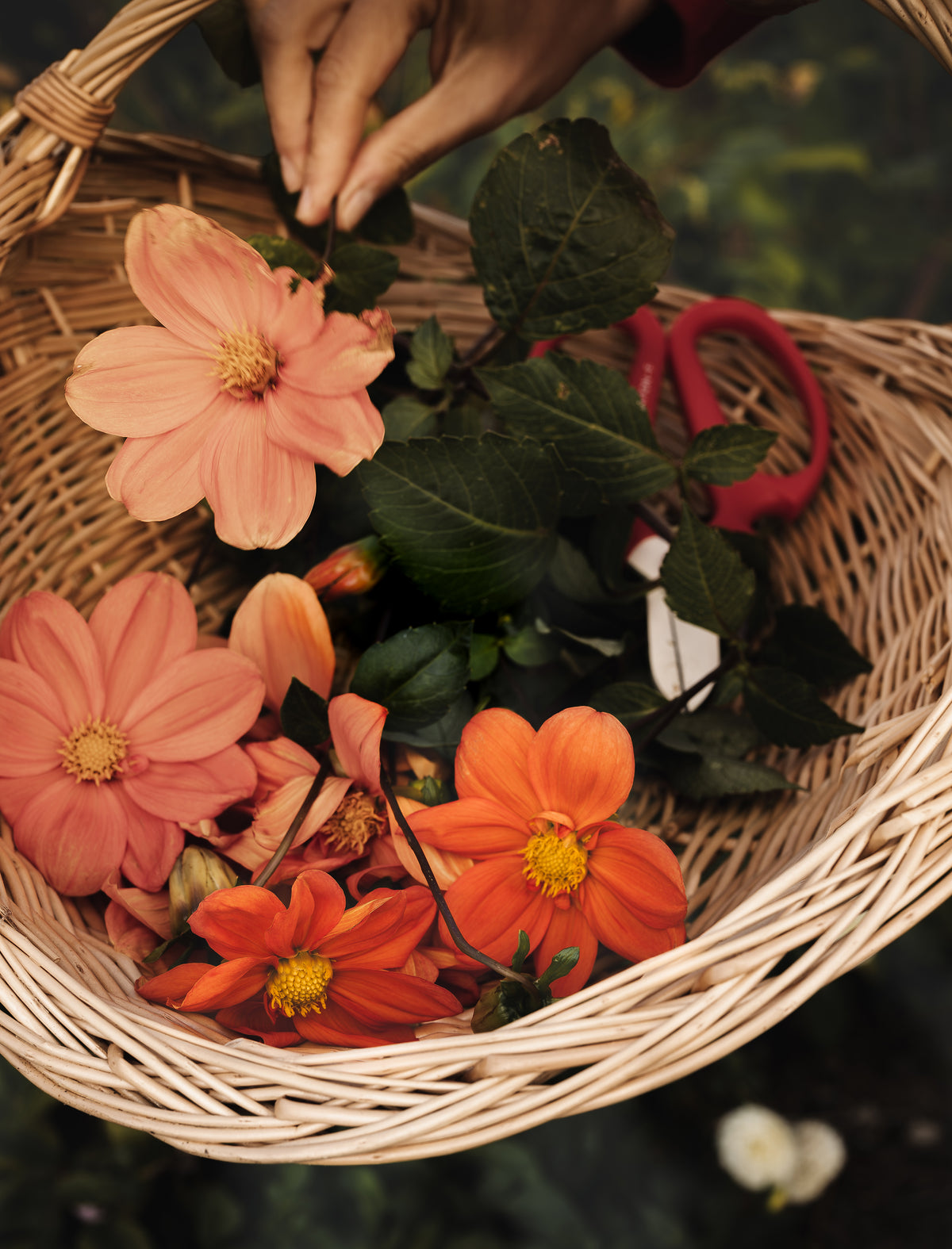 A wicker basket filled with orange and peach flowers, green leaves, and red-handled pruning shears, held by hands in an outdoor garden setting.