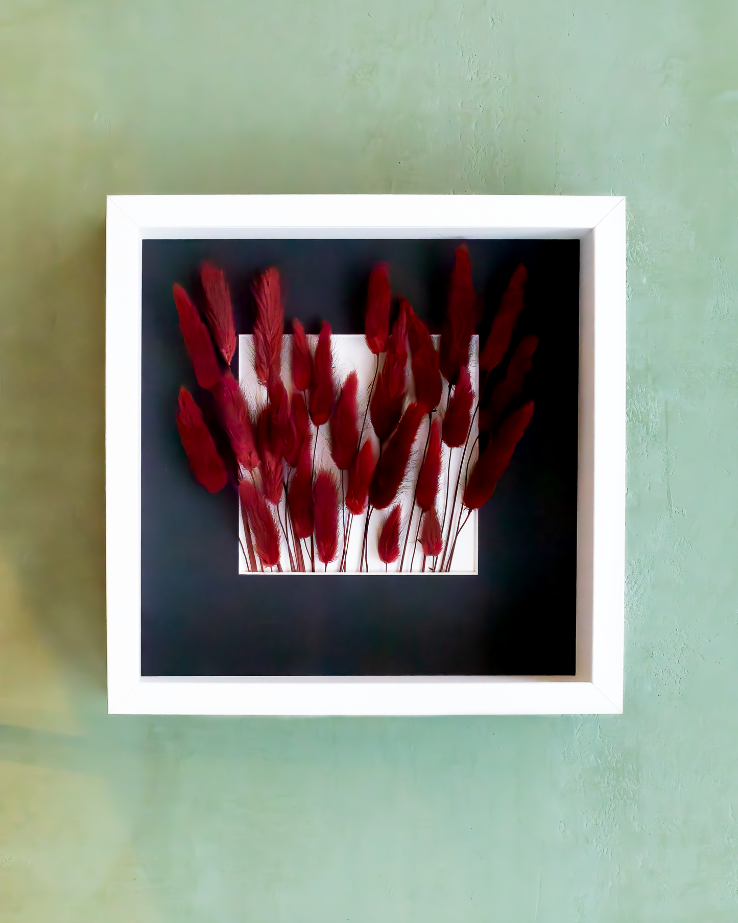 Dried Burgundy Red Lagurus