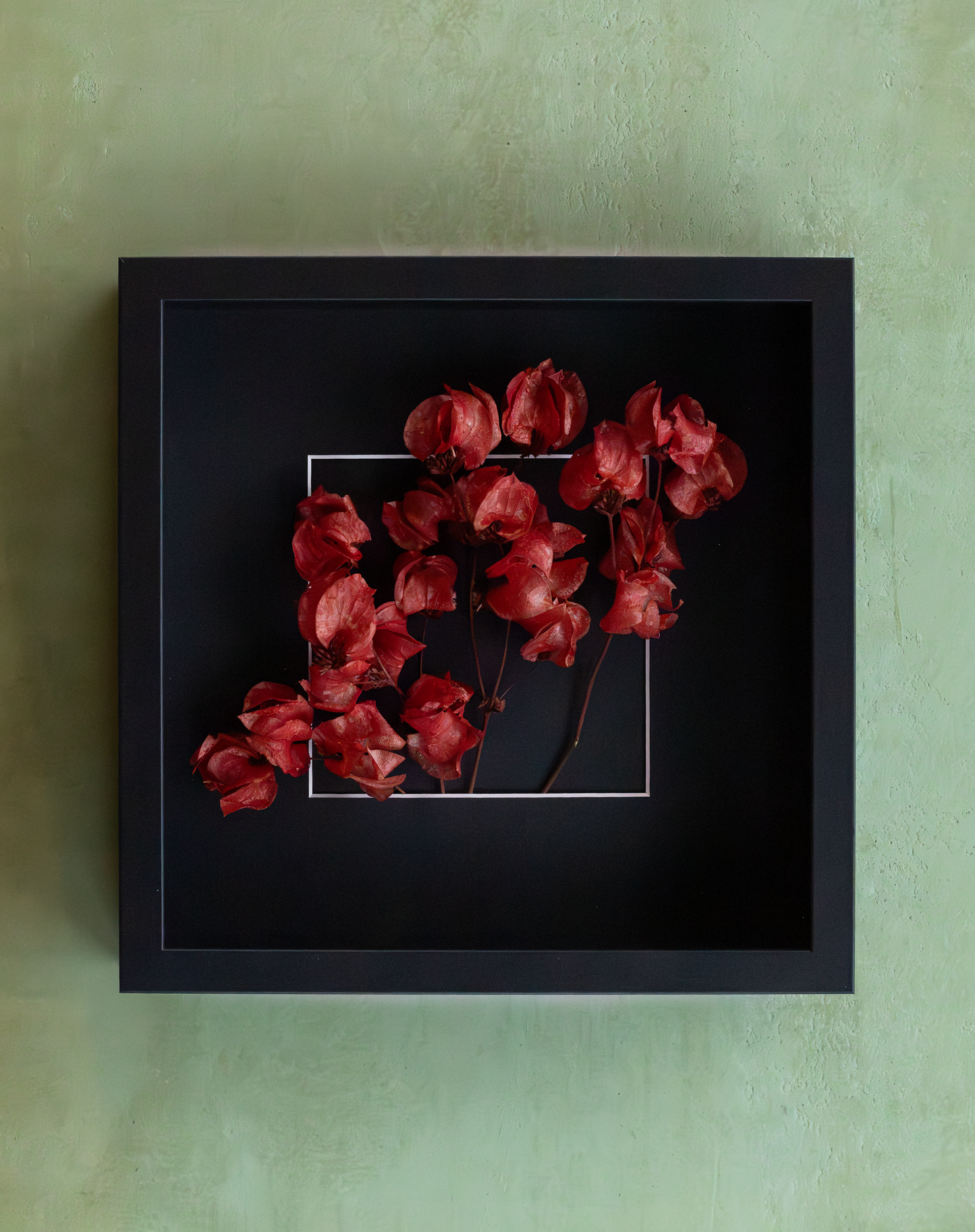 Dried Red Bougainvillea