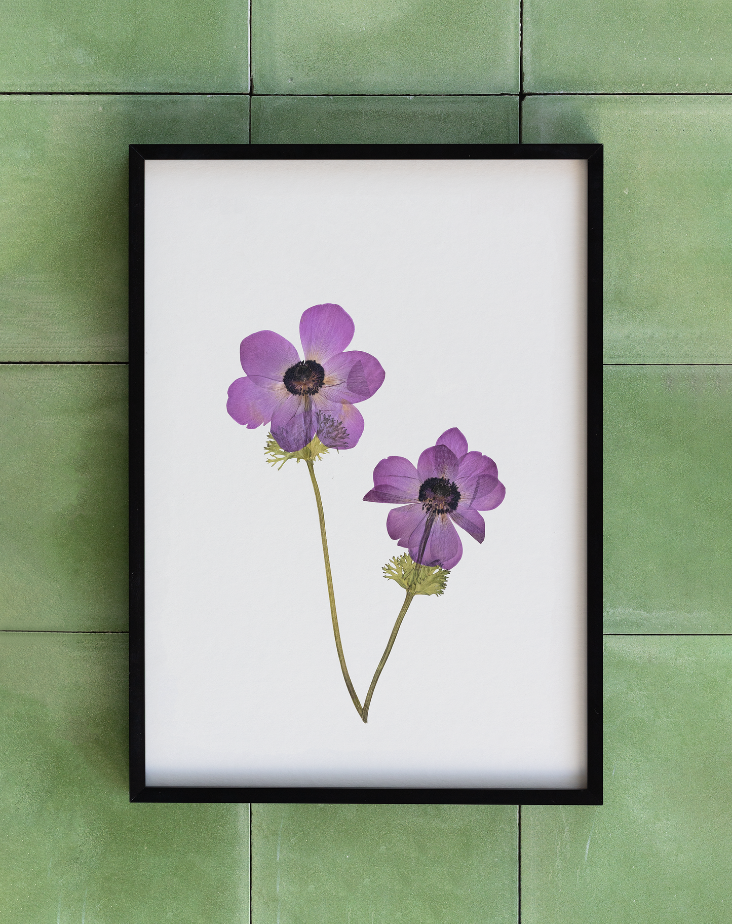 Framed pressed Anemone flower art – nature-inspired wall decor or thoughtful gift.