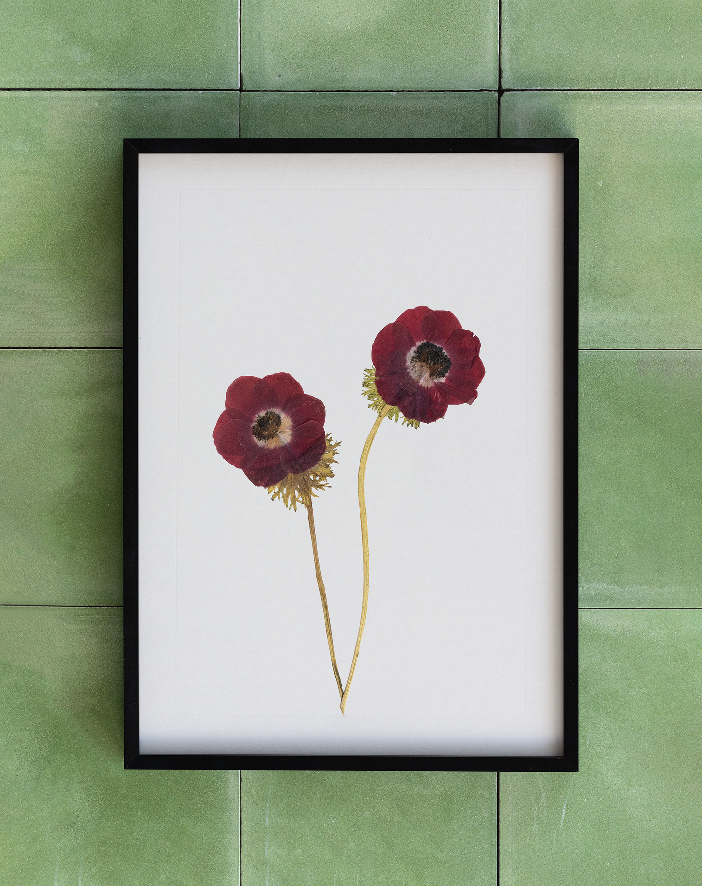Framed pressed Anemone flower art for wall decor, home decor or gift