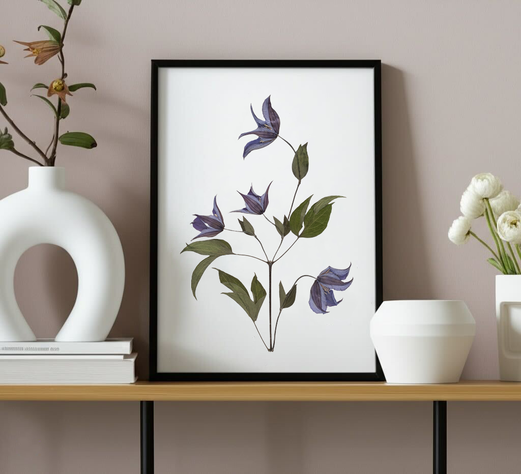 Clematis Integrifolia