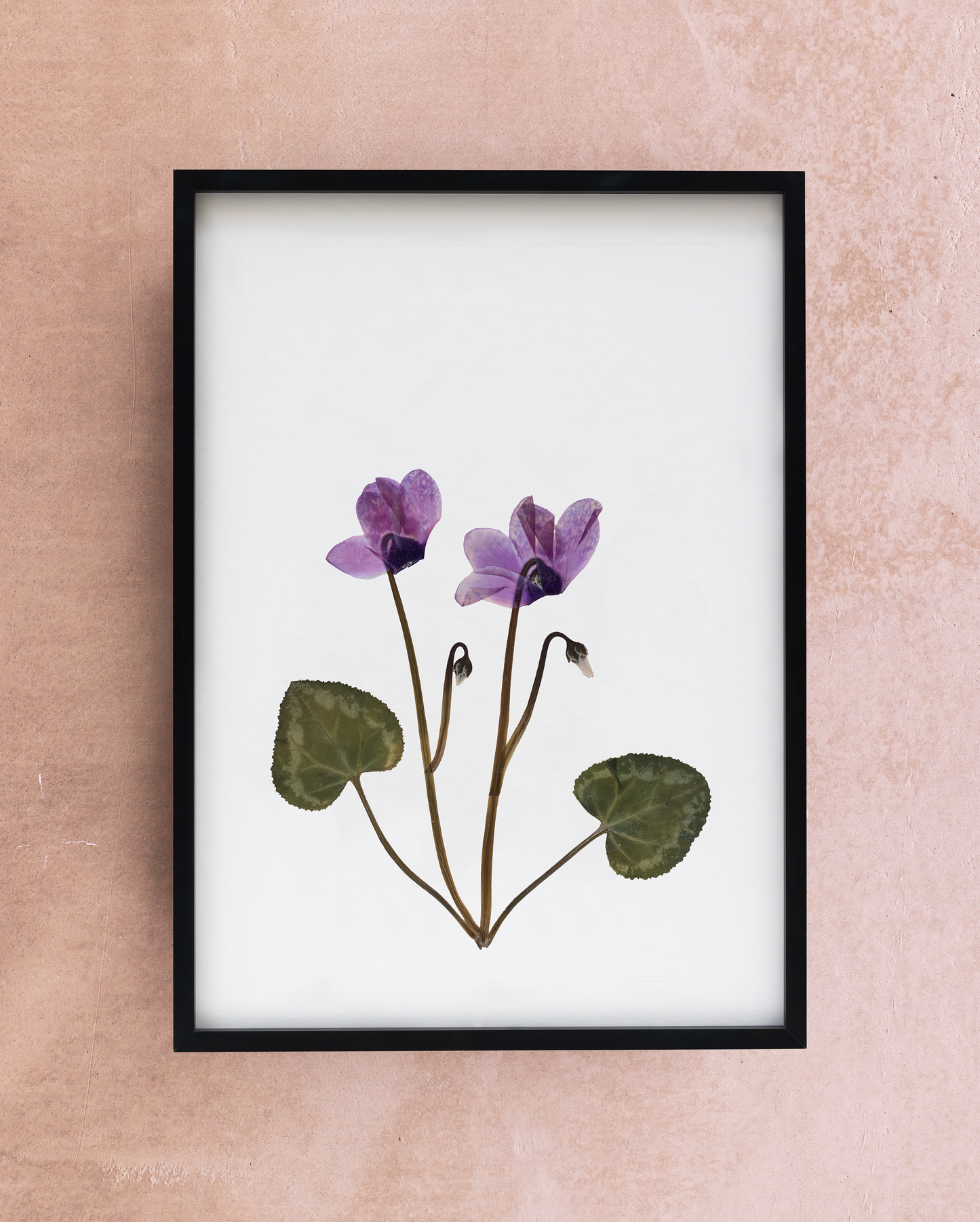 Framed in a custom matte black 7mm x 20mm aluminum box frame with UV-protected glass, this botanical artwork preserves the delicate form of nature at rest. A peaceful addition to your home, offering a sense of stillness and subtle warmth.