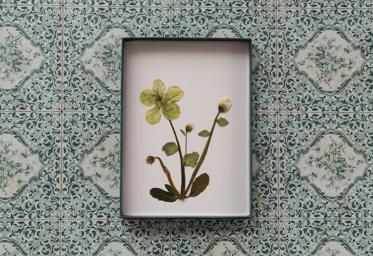 Framed pressed Hellebores flower art – nature-inspired wall decor or thoughtful gift