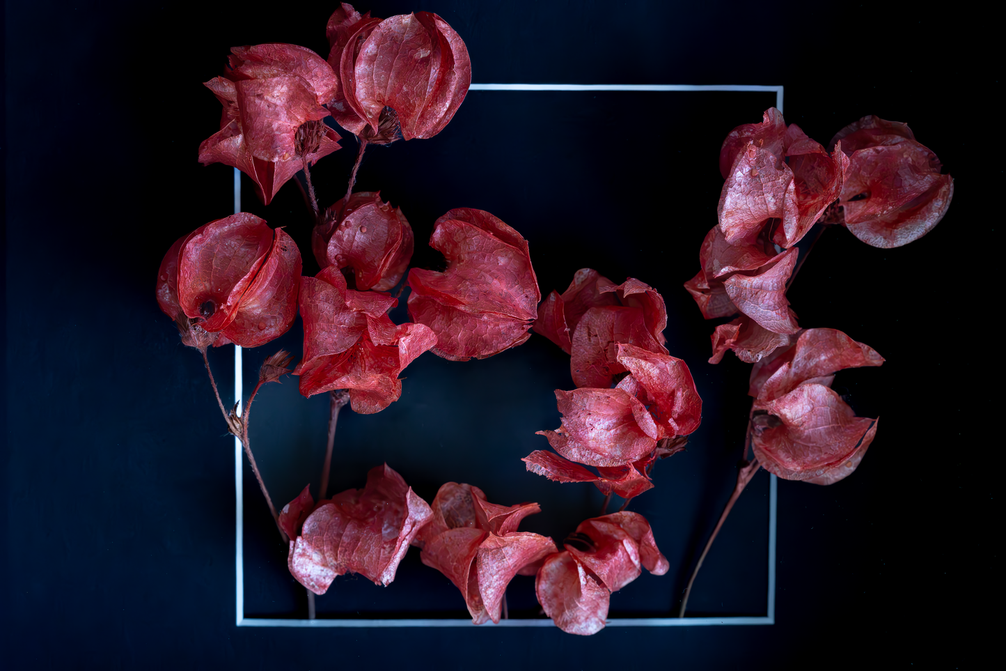 Dried red flowers arranged in a square frame on a dark background