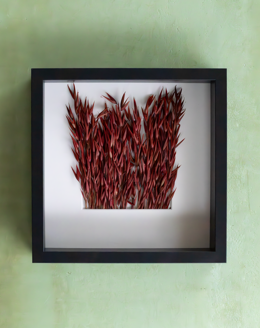 Dried Avena Sativa wall art in a black box frame, handcrafted in the Netherlands. Bold red botanical décor with sculptural texture for modern interior styling.