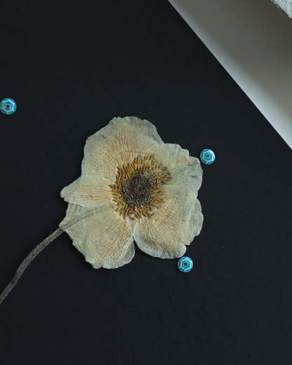 A dried cream-colored flower with a brown center, displayed on a solid black background with three small blue beads nearby.