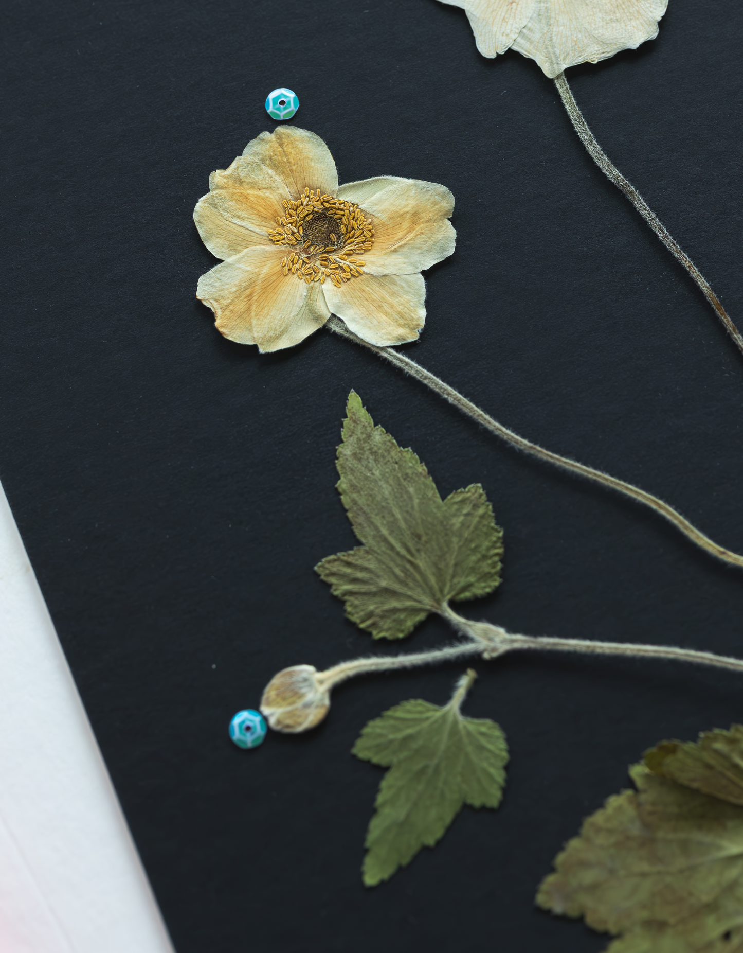 A pressed botanical art piece featuring a pale yellow wildflower with green leaves and stems, mounted on a dark charcoal background with small blue decorative beads.