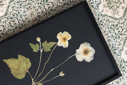 A framed botanical art piece featuring pressed white and pale yellow flowers with green leaves on a black background, styled on a patterned fabric surface.