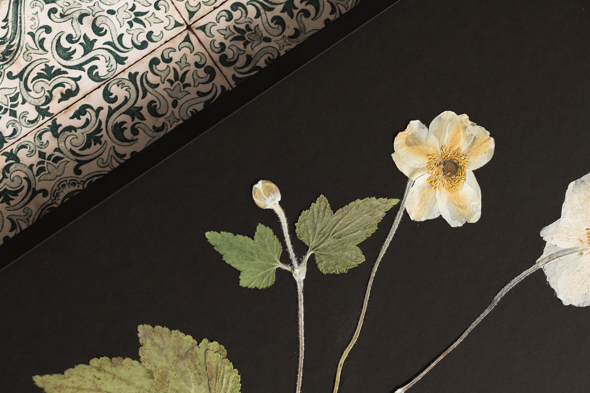 A close-up of dried or pressed white flowers with pale yellow centers and green leaves arranged on a dark black background, with a patterned textile visible in the upper left corner.