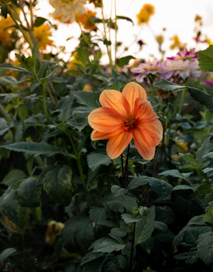 A single orange dahlia flower in full bloom, surrounded by dark green foliage and blurred yellow and pink flowers in the background.