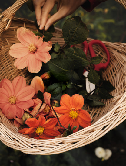 A wicker basket filled with orange and peach flowers, green leaves, and red-handled pruning shears, held by hands in an outdoor garden setting.