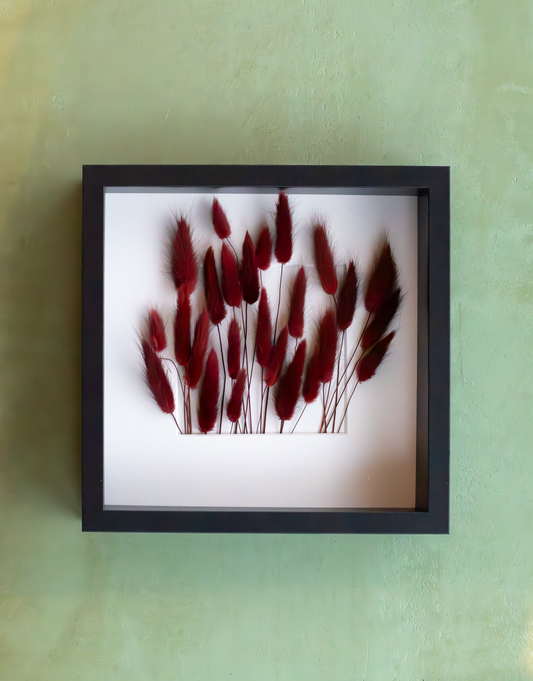 Dried Burgundy Red Lagurus