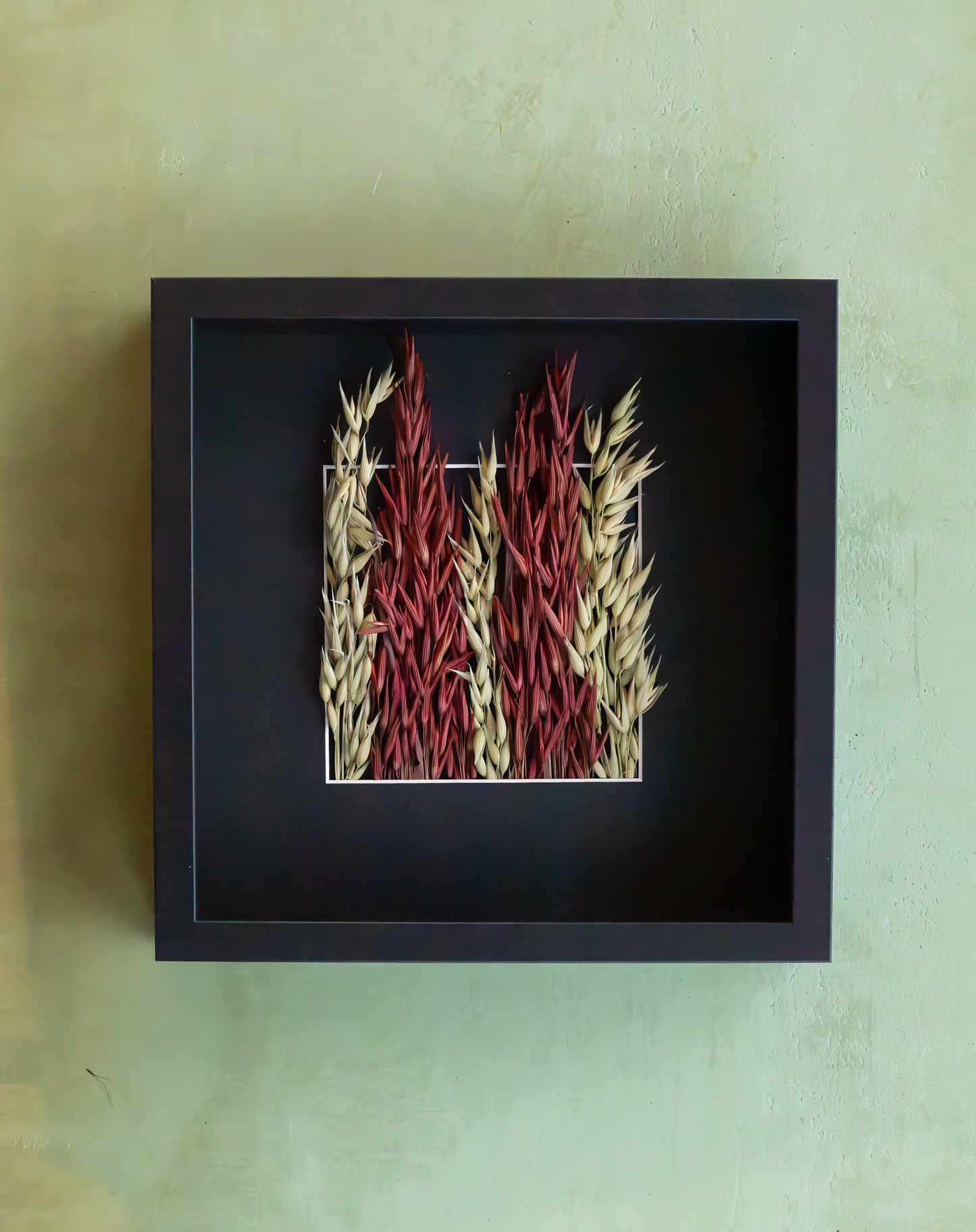Dried Avena Sativa