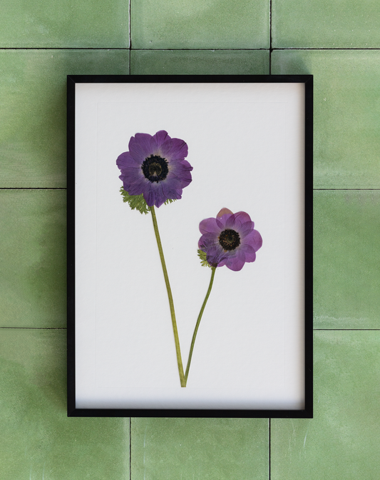 Framed pressed Anemone flower art – nature-inspired wall decor or thoughtful gift.
