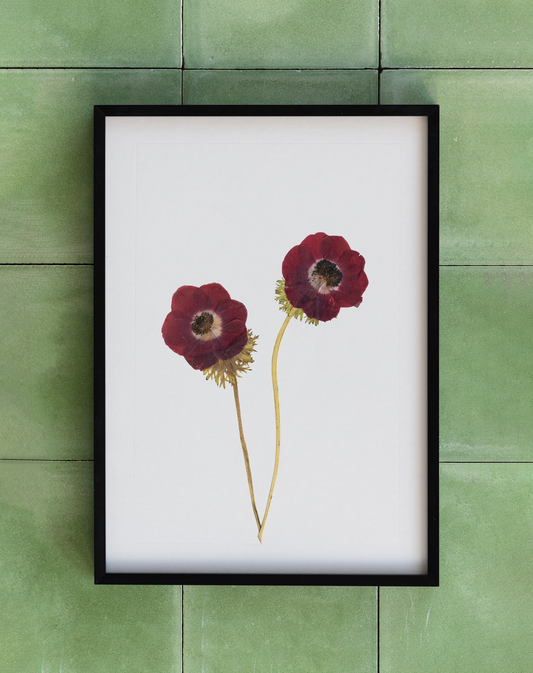 Framed pressed Anemone flower art for wall decor, home decor or gift