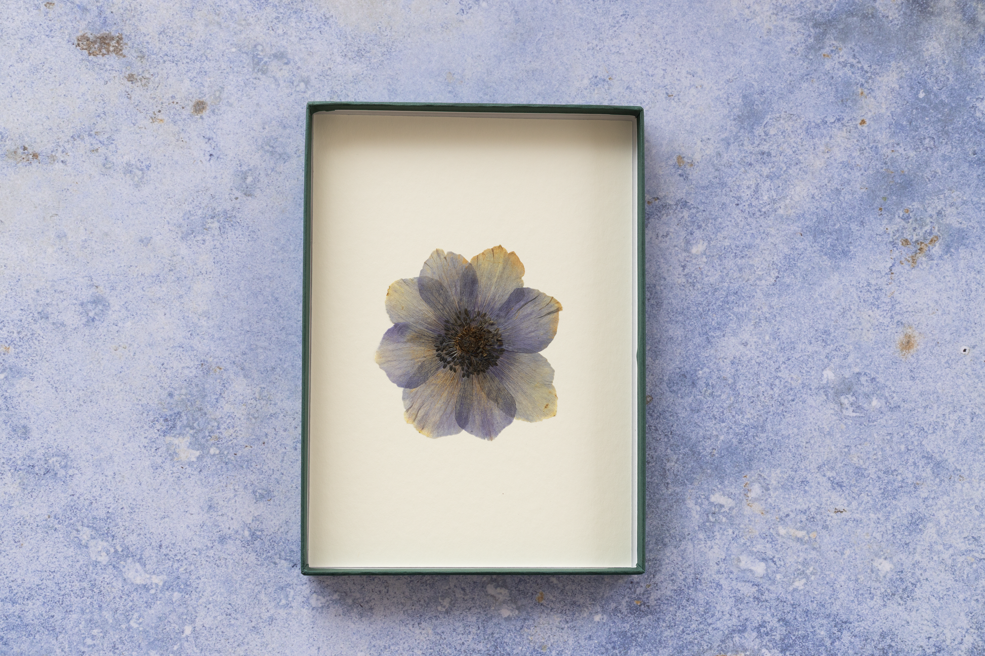 Framed pressed Anemone flower art – nature-inspired wall decor or thoughtful gift
