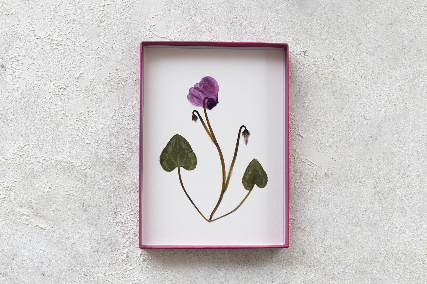 Framed pressed Cyclamen flower art – nature-inspired wall decor or thoughtful gift