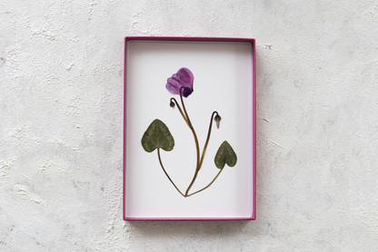 Framed pressed Cyclamen flower art – nature-inspired wall decor or thoughtful gift