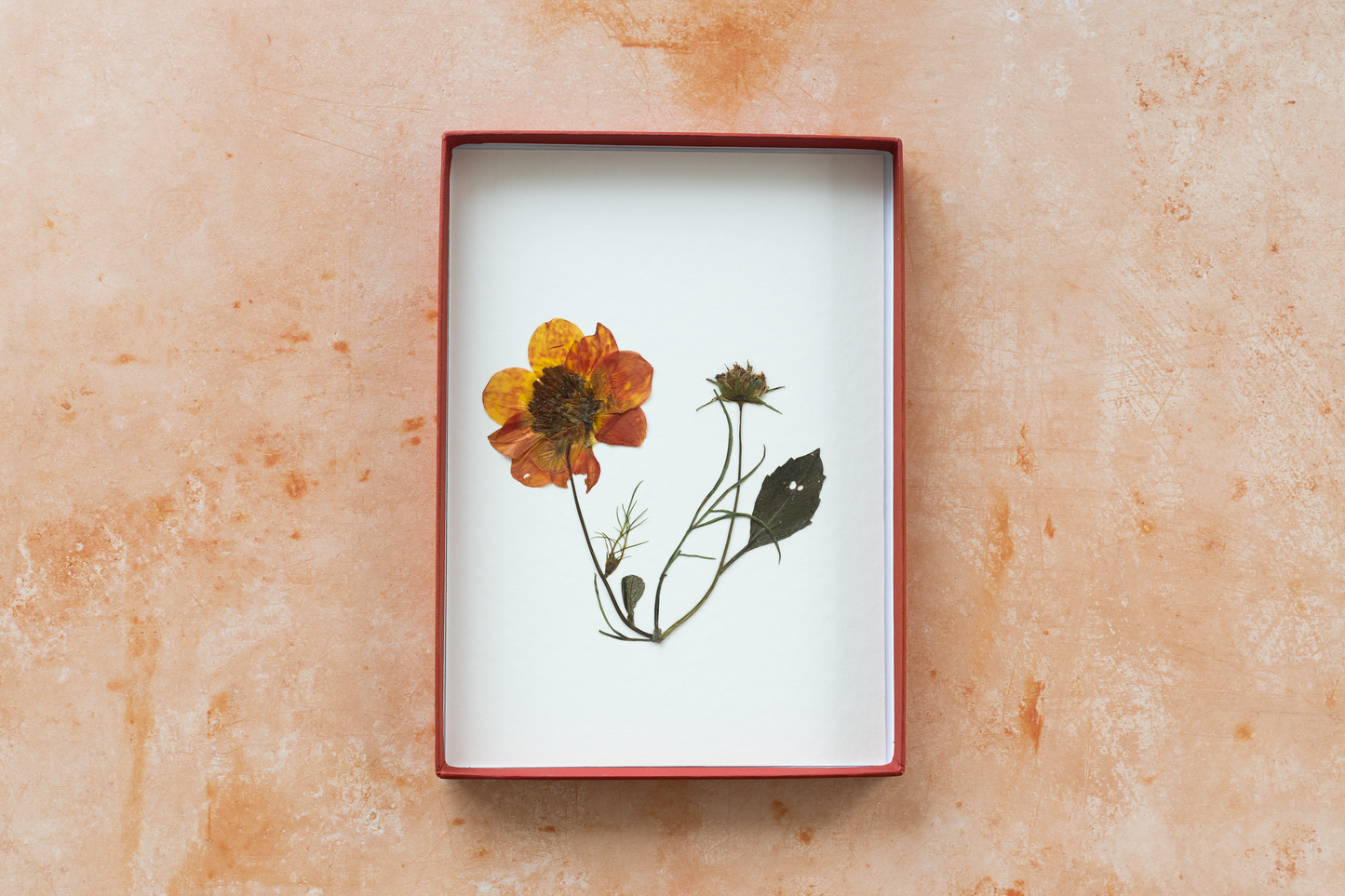 Framed pressed Dahlia flower art – nature-inspired wall decor or thoughtful gift