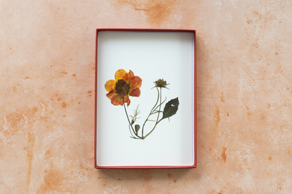 Framed pressed Dahlia flower art – nature-inspired wall decor or thoughtful gift