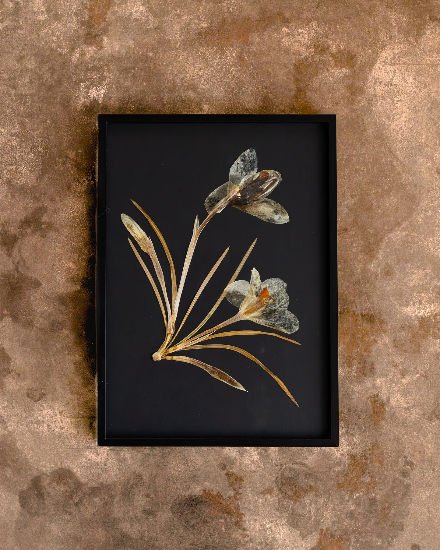 A framed botanical art print featuring pressed flowers with metallic gold and gray-green petals on a black background, set against a textured brown wall. Gift for loved ones, home decor for your loved home. 