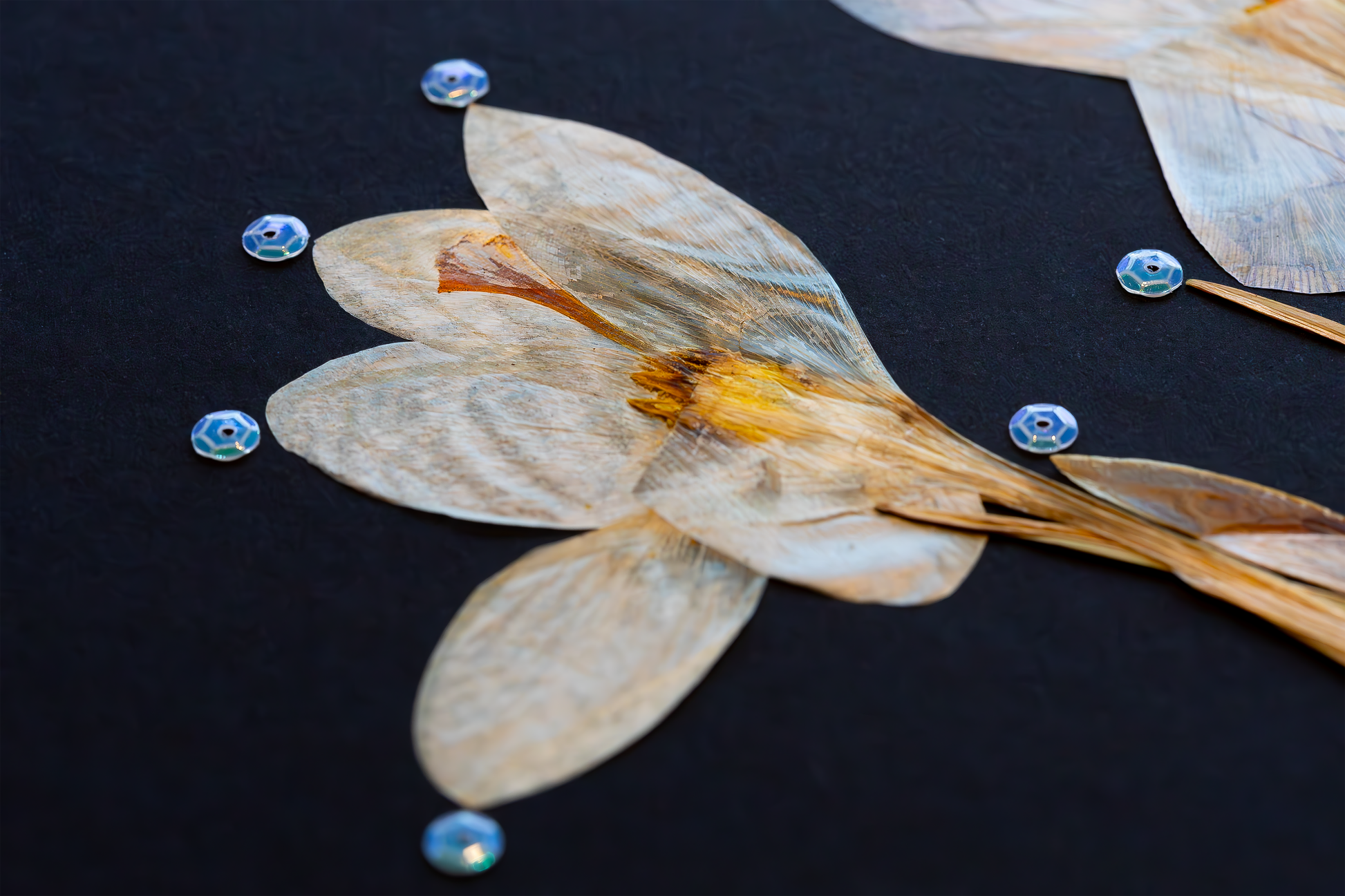 Handcrafted pressed white crocus artwork in a matte black fibreboard frame. A calming botanical wall decor piece that brings natural beauty to any home — perfect as a thoughtful wall hanging or a meaningful gift for your loved ones.