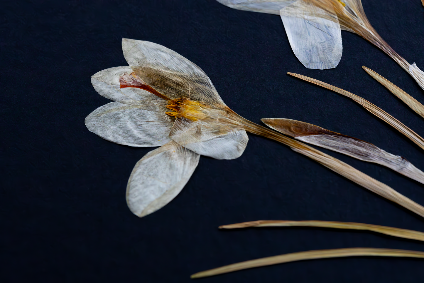 Handcrafted pressed white crocus artwork in a matte black fibreboard frame. A calming botanical wall decor piece that brings natural beauty to any home — perfect as a thoughtful wall hanging or a meaningful gift for your loved ones.