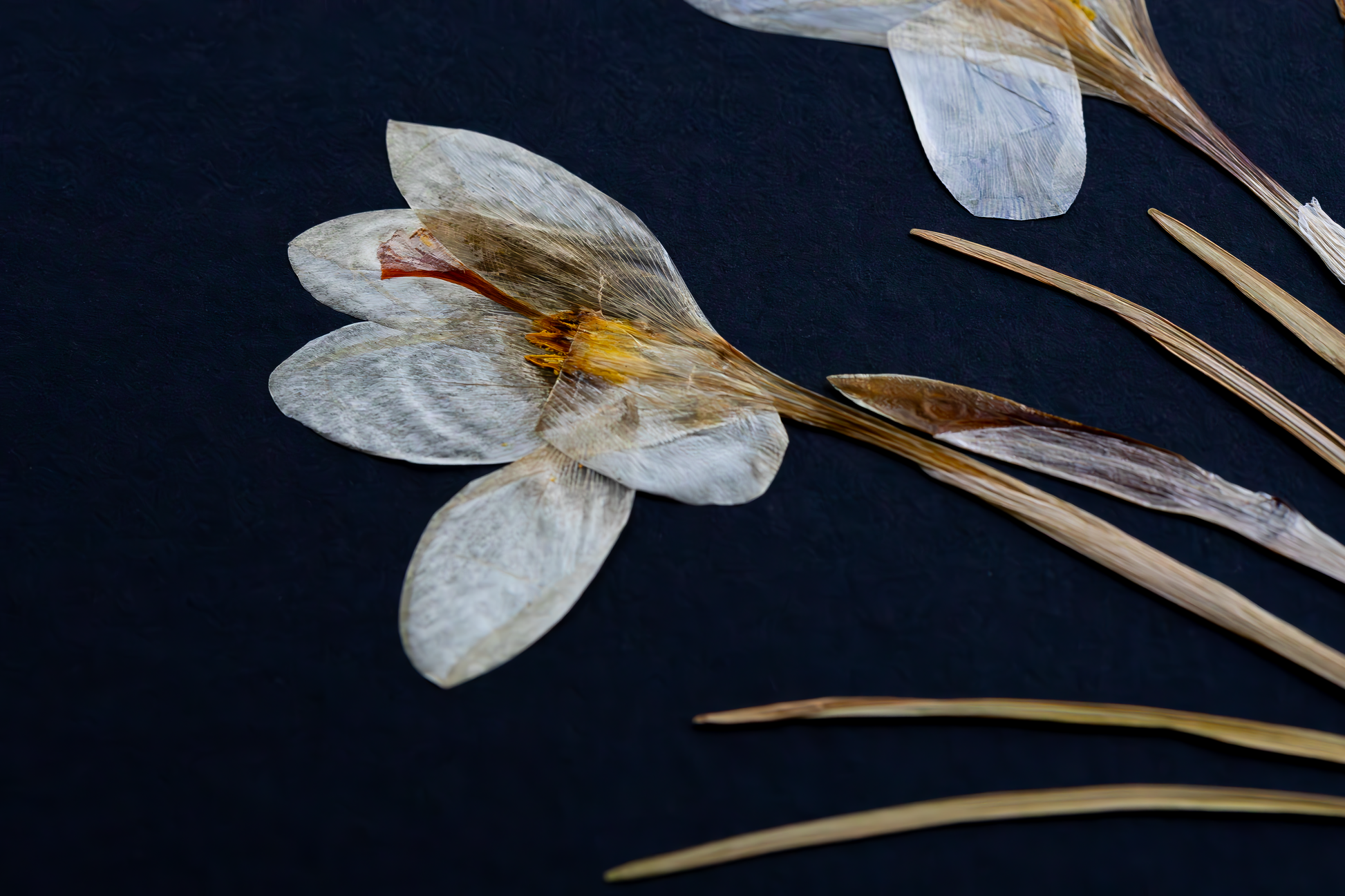 Handcrafted pressed white crocus artwork in a matte black fibreboard frame. A calming botanical wall decor piece that brings natural beauty to any home — perfect as a thoughtful wall hanging or a meaningful gift for your loved ones.