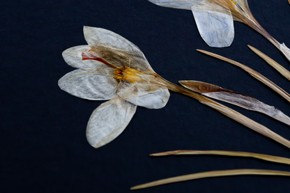 Handcrafted pressed white crocus artwork in a matte black fibreboard frame. A calming botanical wall decor piece that brings natural beauty to any home — perfect as a thoughtful wall hanging or a meaningful gift for your loved ones.