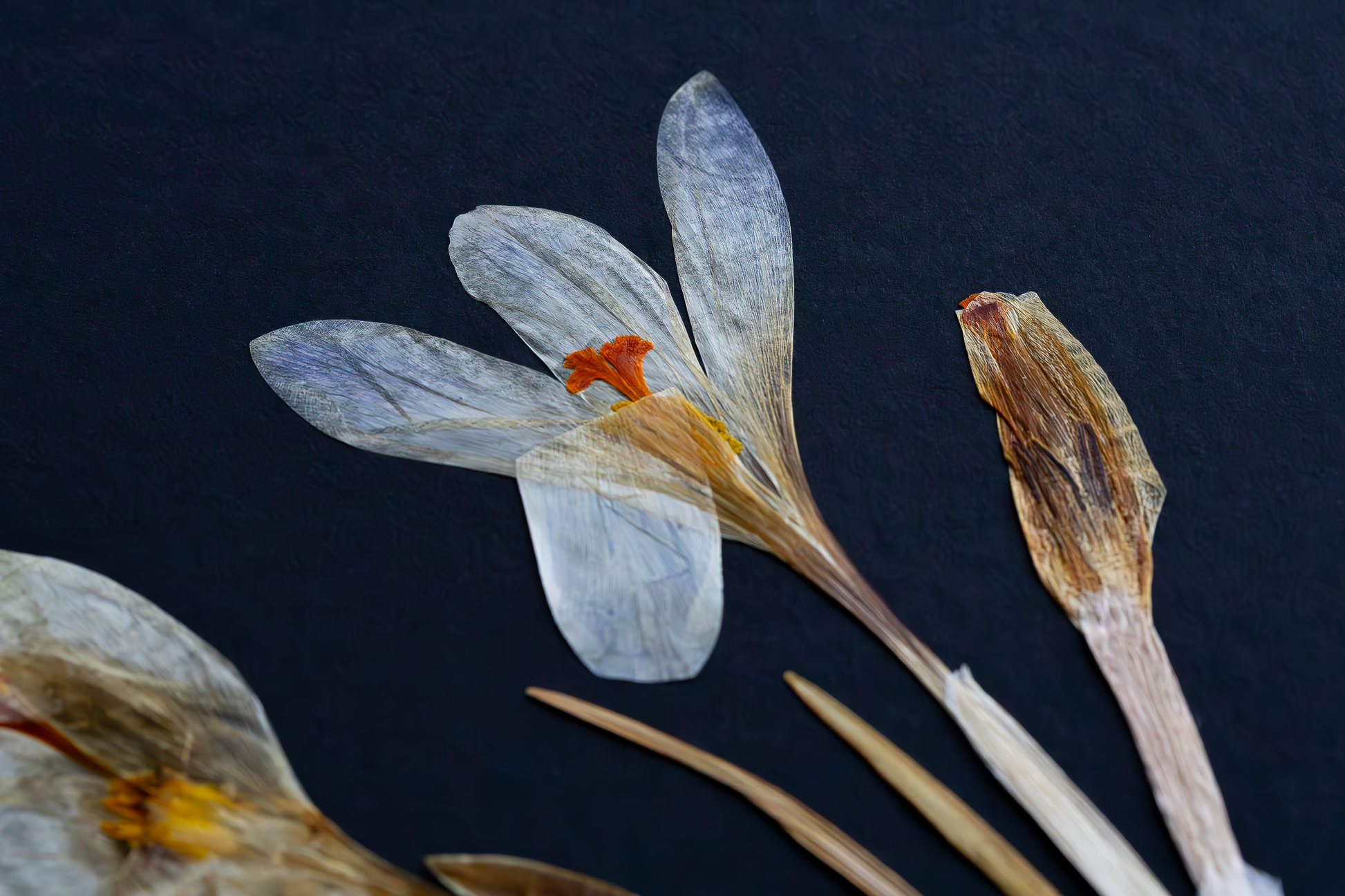Handcrafted pressed white crocus artwork in a matte black fibreboard frame. A calming botanical wall decor piece that brings natural beauty to any home — perfect as a thoughtful wall hanging or a meaningful gift for your loved ones.