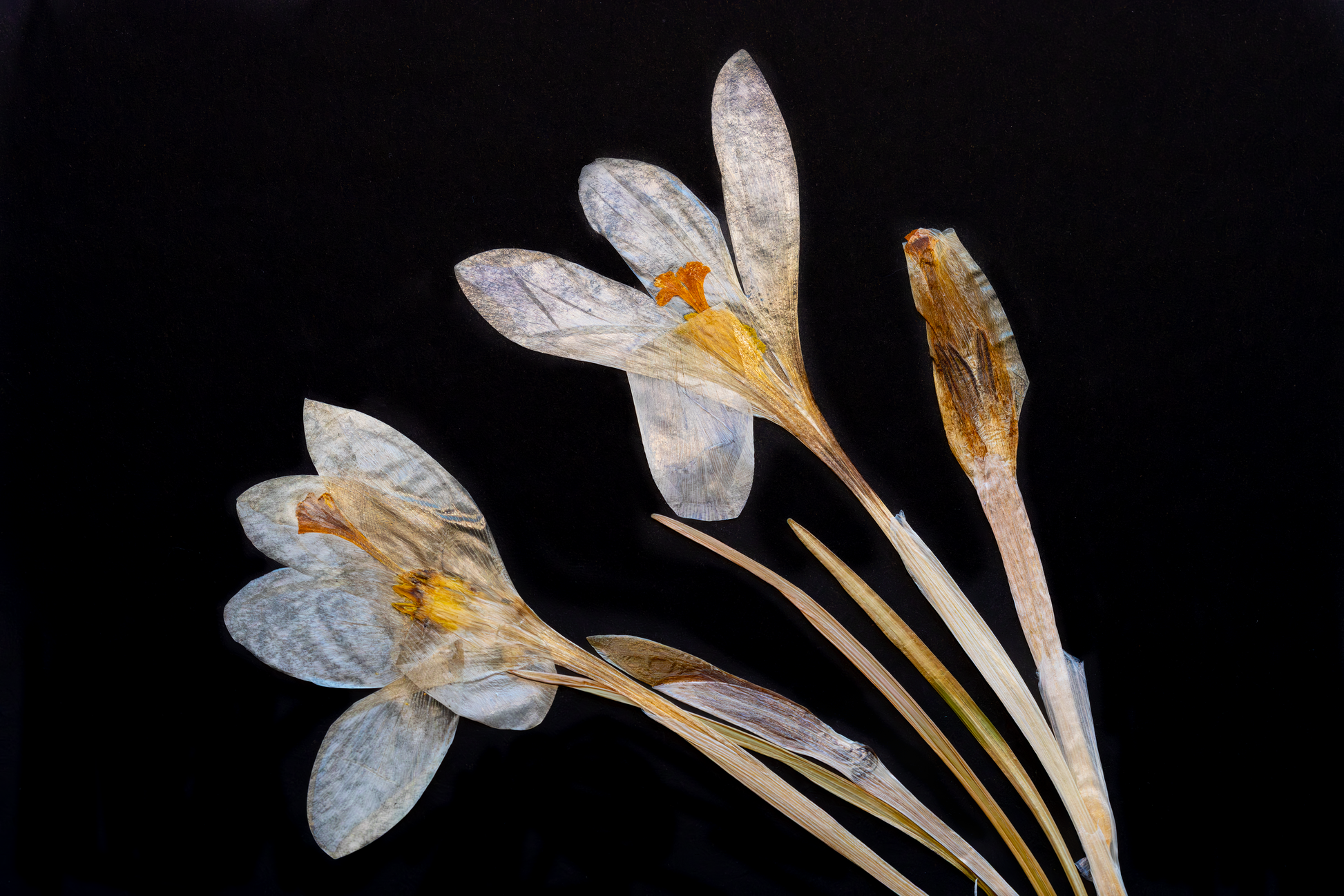 Handcrafted pressed white crocus artwork in a matte black fibreboard frame. A calming botanical wall decor piece that brings natural beauty to any home — perfect as a thoughtful wall hanging or a meaningful gift for your loved ones.
