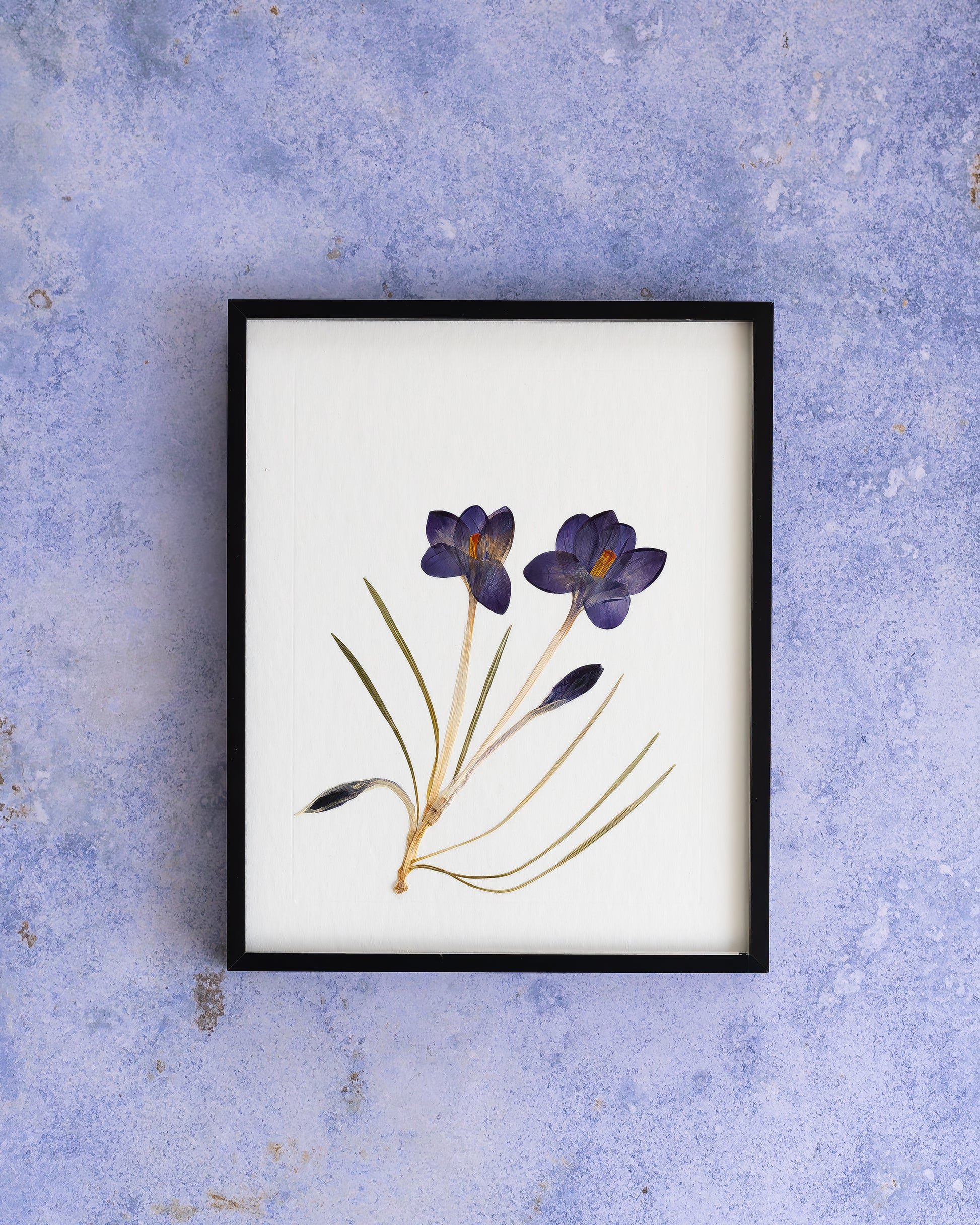 A framed botanical art with real flowers featuring purple crocuses with green and tan stems, displayed on a textured light blue surface. Gift for your loved ones or home decor for  our loved homes.