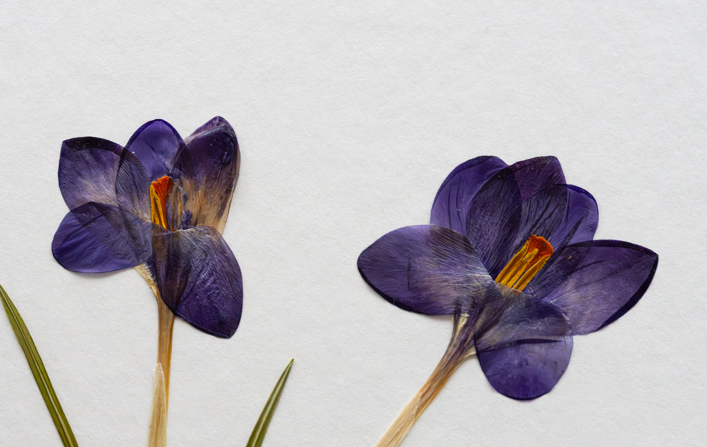 Two dried purple crocuses with orange centers and tan stems, arranged on a textured off-white background with a few green leaves at the bottom left.