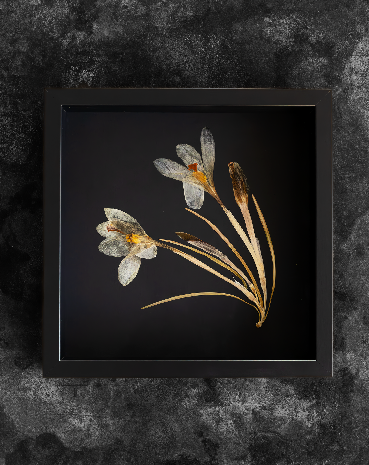 Handcrafted pressed white crocus artwork in a matte black fibreboard frame. A calming botanical wall decor piece that brings natural beauty to any home — perfect as a thoughtful wall hanging or a meaningful gift for your loved ones.