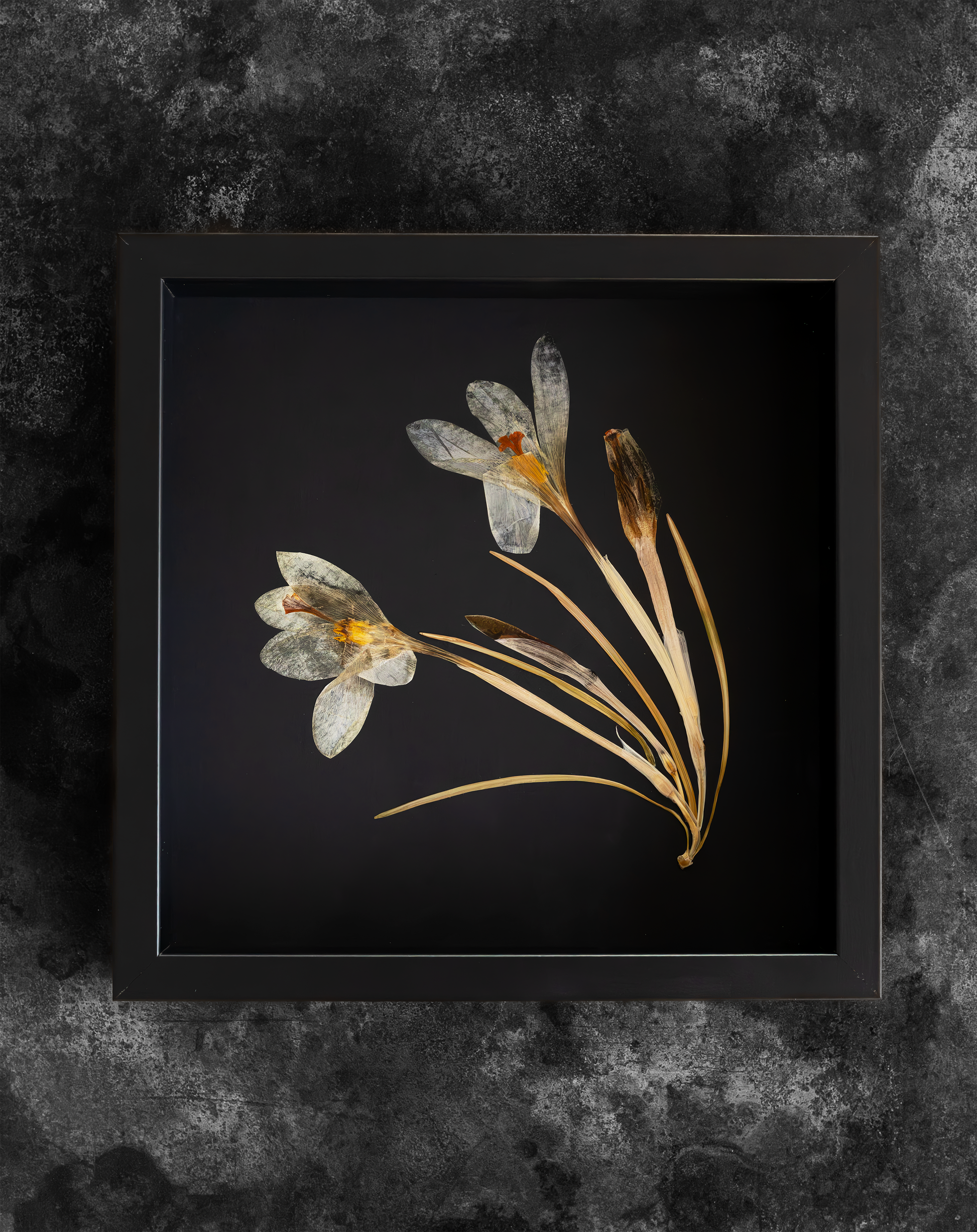 Handcrafted pressed white crocus artwork in a matte black fibreboard frame. A calming botanical wall decor piece that brings natural beauty to any home — perfect as a thoughtful wall hanging or a meaningful gift for your loved ones.