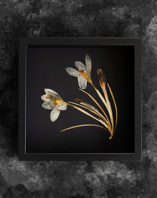 Handcrafted pressed white crocus artwork in a matte black fibreboard frame. A calming botanical wall decor piece that brings natural beauty to any home — perfect as a thoughtful wall hanging or a meaningful gift for your loved ones.