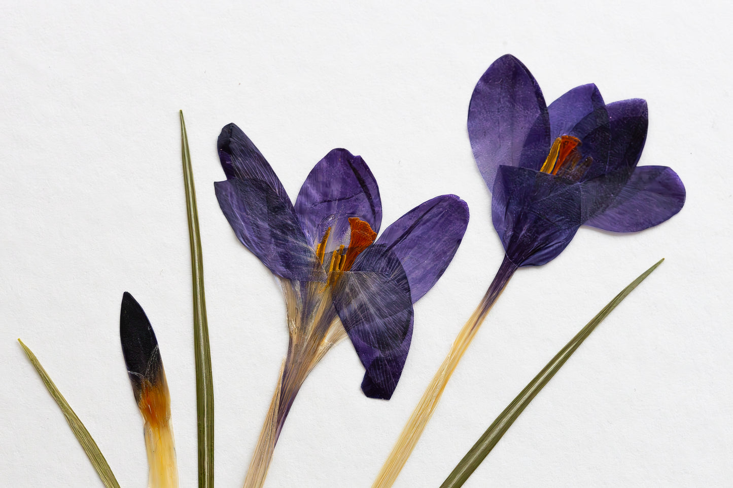 Dried purple crocuses with green and tan leaves on a plain white background.
