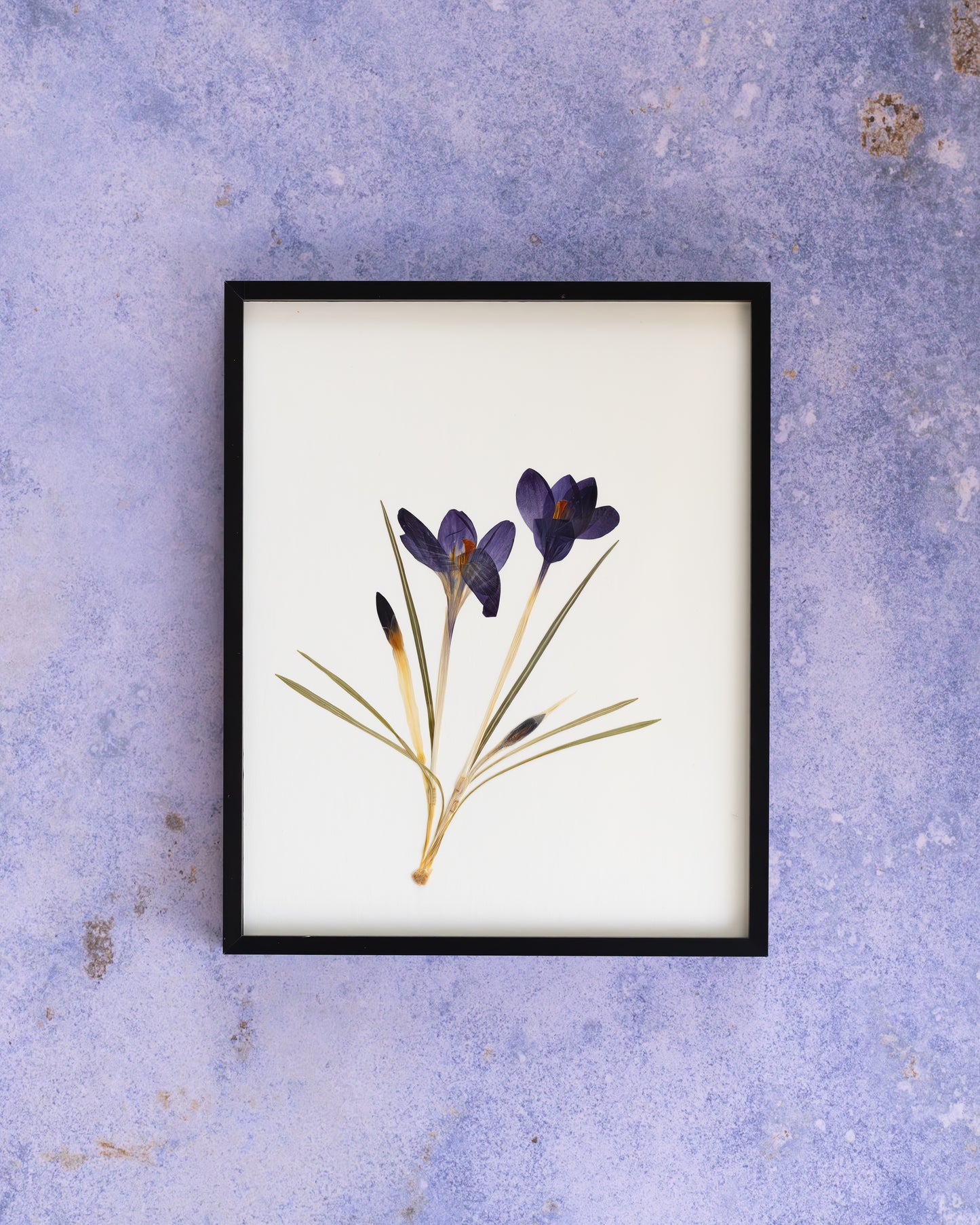 A framed botanical art print of purple crocuses with green and gold stems, displayed on a textured lavender background.