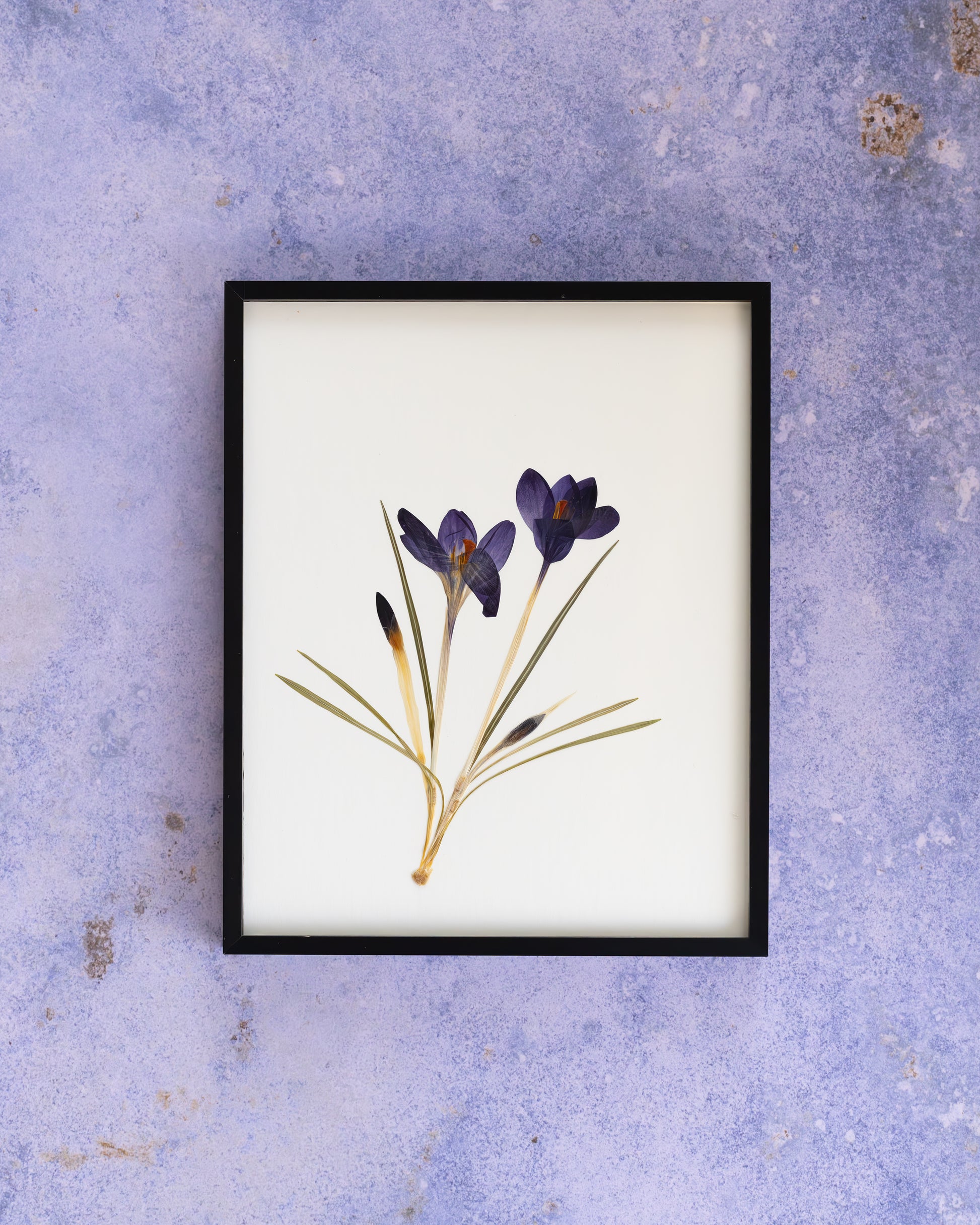 A framed botanical art print of purple crocuses with green and gold stems, displayed on a textured lavender background.