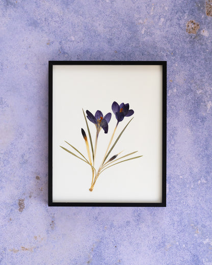 A framed botanical art print of purple crocuses with green and gold stems, displayed on a textured lavender background.
