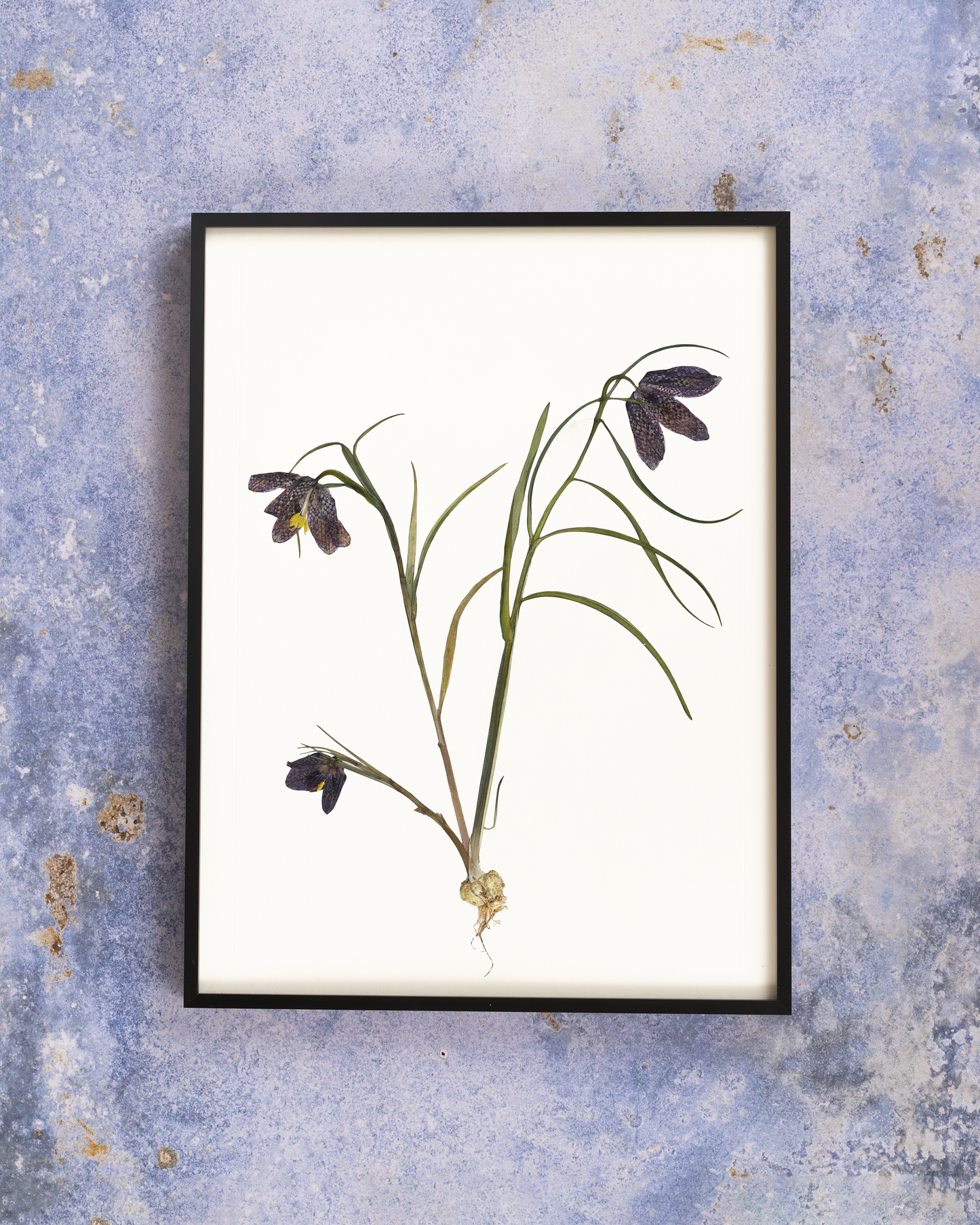 Framed pressed snake's head flower art for wall decor, home decor or gift