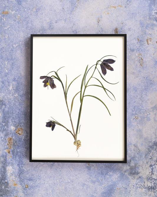 Framed pressed snake's head flower art for wall decor, home decor or gift