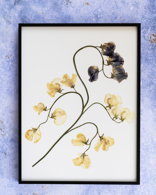A framed botanical art print featuring pressed dried flowers on a white background, set against a textured light blue wall.