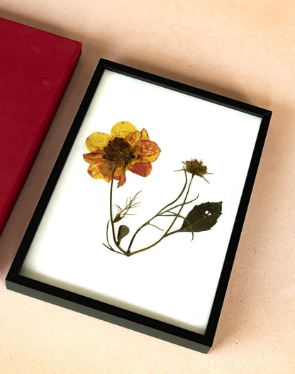 A framed pressed flower art piece featuring a yellow and orange flower with green stems on a white background, enclosed in a black frame. A red box is partially visible at the top left on a beige surface.