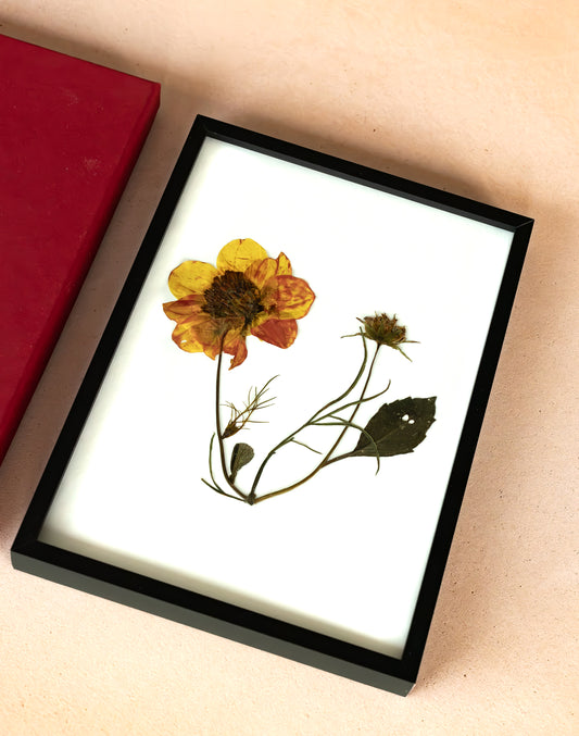 A framed pressed flower art piece featuring a yellow and orange flower with green stems on a white background, enclosed in a black frame. A red box is partially visible at the top left on a beige surface.