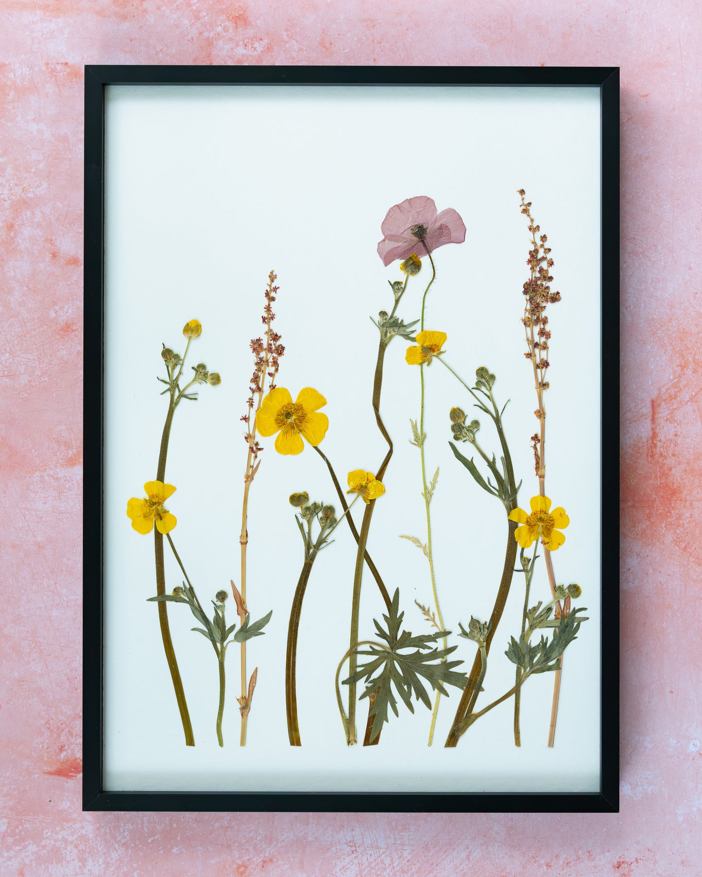 A framed botanical art print featuring pressed yellow wild flowers, common poppy, buttercups and green stems on a white background, enclosed in a black frame and mounted against a textured pink wall. Gift for your loved ones and home decor for your loved home.