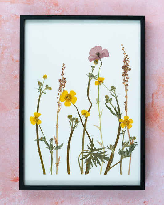 A framed botanical art print featuring pressed yellow wild flowers, common poppy, buttercups and green stems on a white background, enclosed in a black frame and mounted against a textured pink wall. Gift for your loved ones and home decor for your loved home.