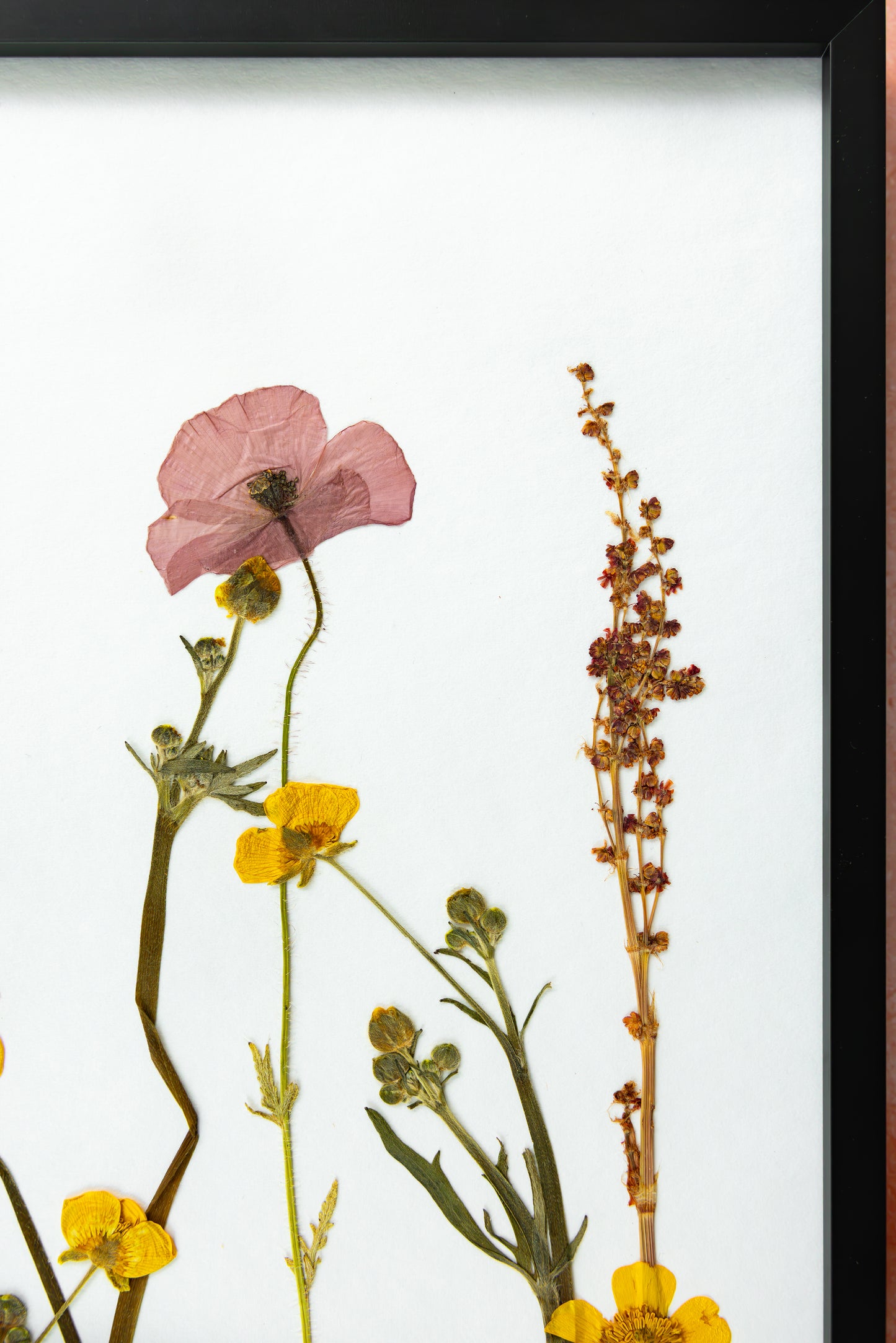 A framed botanical art print featuring pressed yellow wild flowers, common poppy, buttercups and green stems on a white background, enclosed in a black frame and mounted against a textured pink wall. Gift for your loved ones and home decor for your loved home.